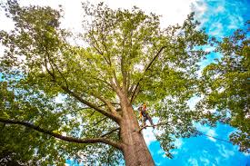 Best Root Management and Removal  in Temple Hills, MD