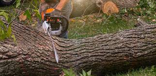 Best Weed Control  in Temple Hills, MD