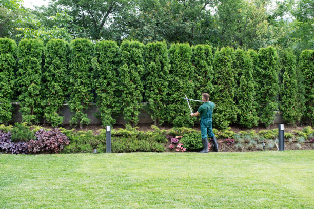 Best Tree and Shrub Care  in Temple Hills, MD