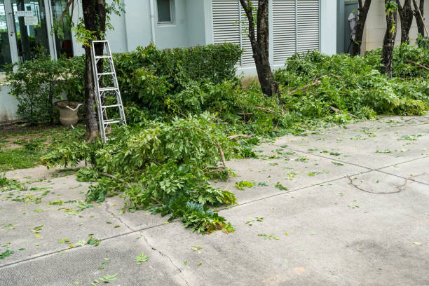 Best Firewood Processing and Delivery  in Temple Hills, MD