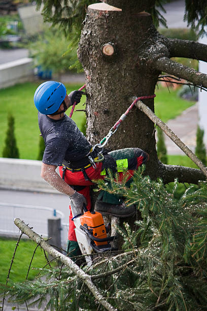 Best Tree Disease Treatment  in Temple Hills, MD