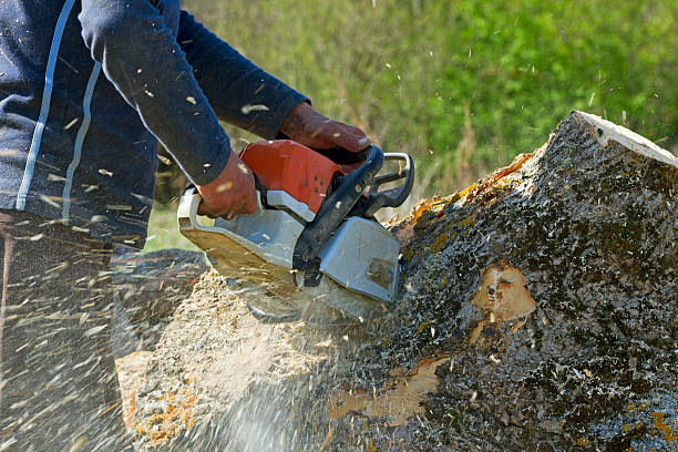 Best Palm Tree Trimming  in Temple Hills, MD